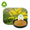 Goldenrod Blume Herbal Goldenrod Extraktpulver