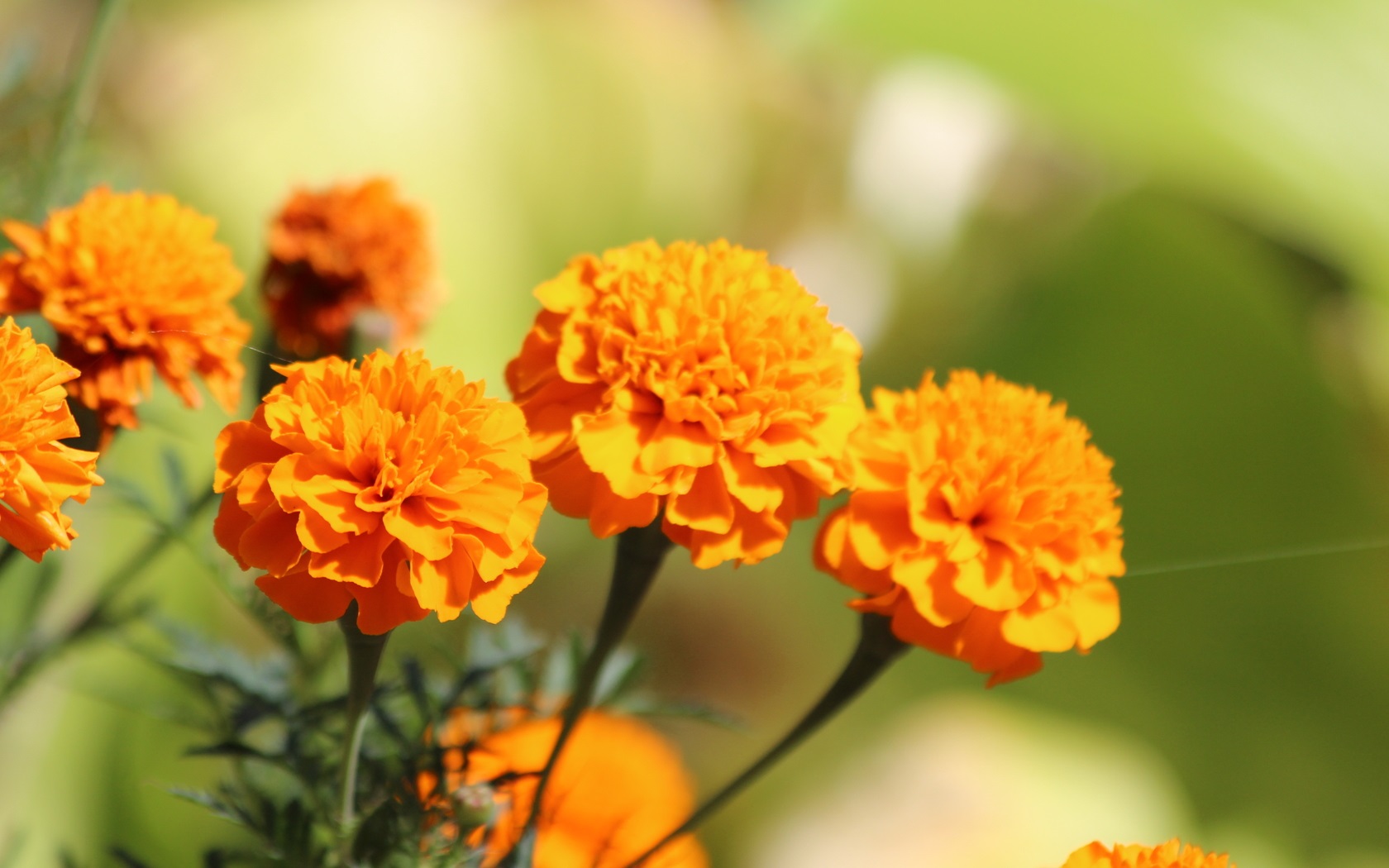 marigold extract