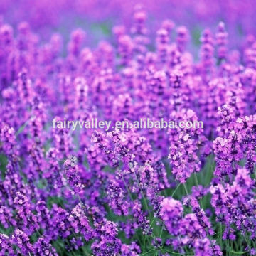 Growing lavender seeds Beautiful Flower Seeds