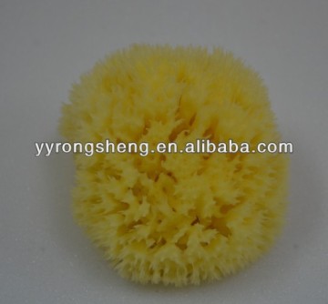 nature sea sponge