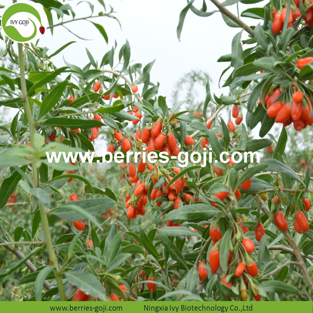 Goji berry