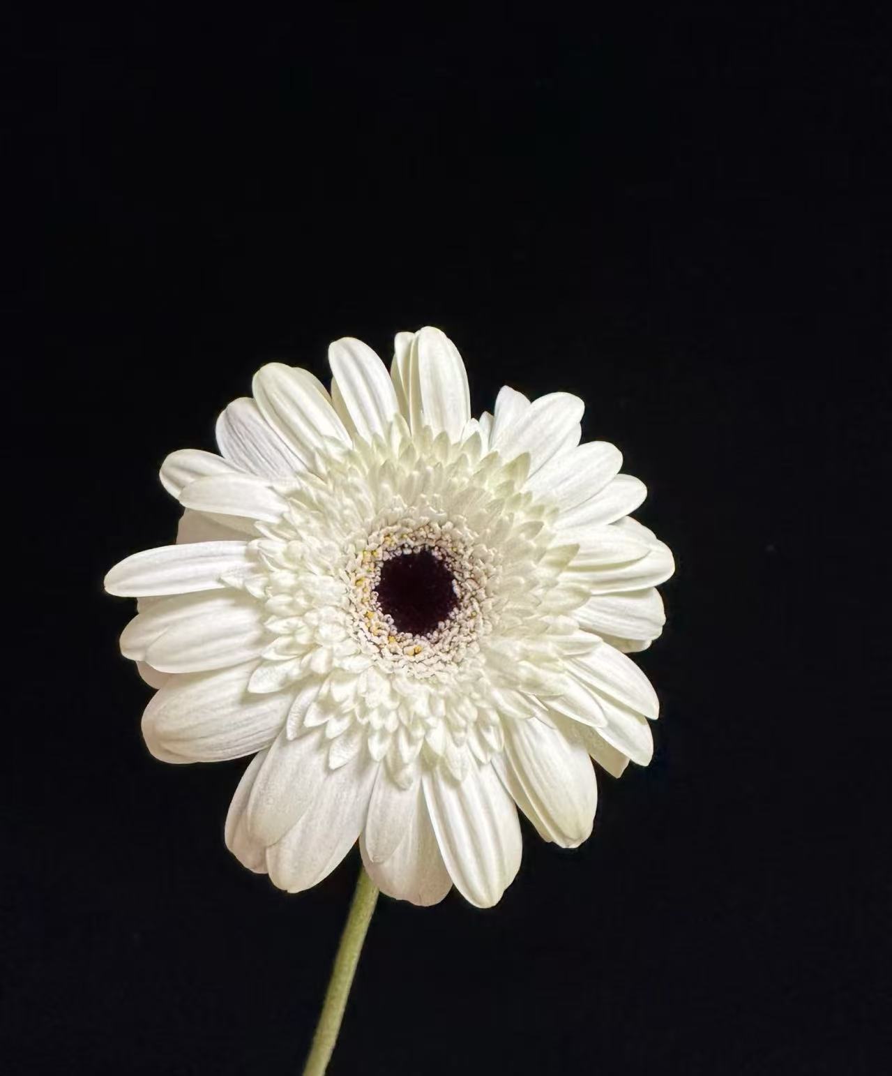 স্ট্যান্ডার্ড ক্রাইস্যান্থেমাম ইলি গারবেরা Standard chrysanthemum Yili Gerbera