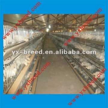 Large capacity poultry houses for sale