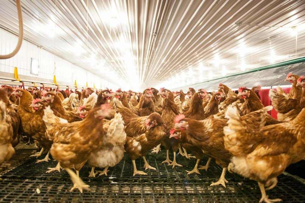 Supper High Lighting Efficiency Poultry Bulbs Design for Poultry Application