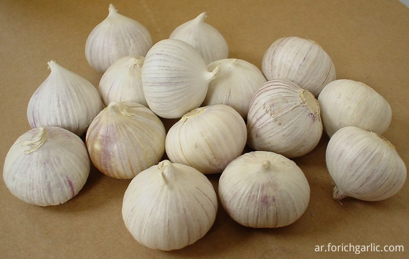 Solo Garlic