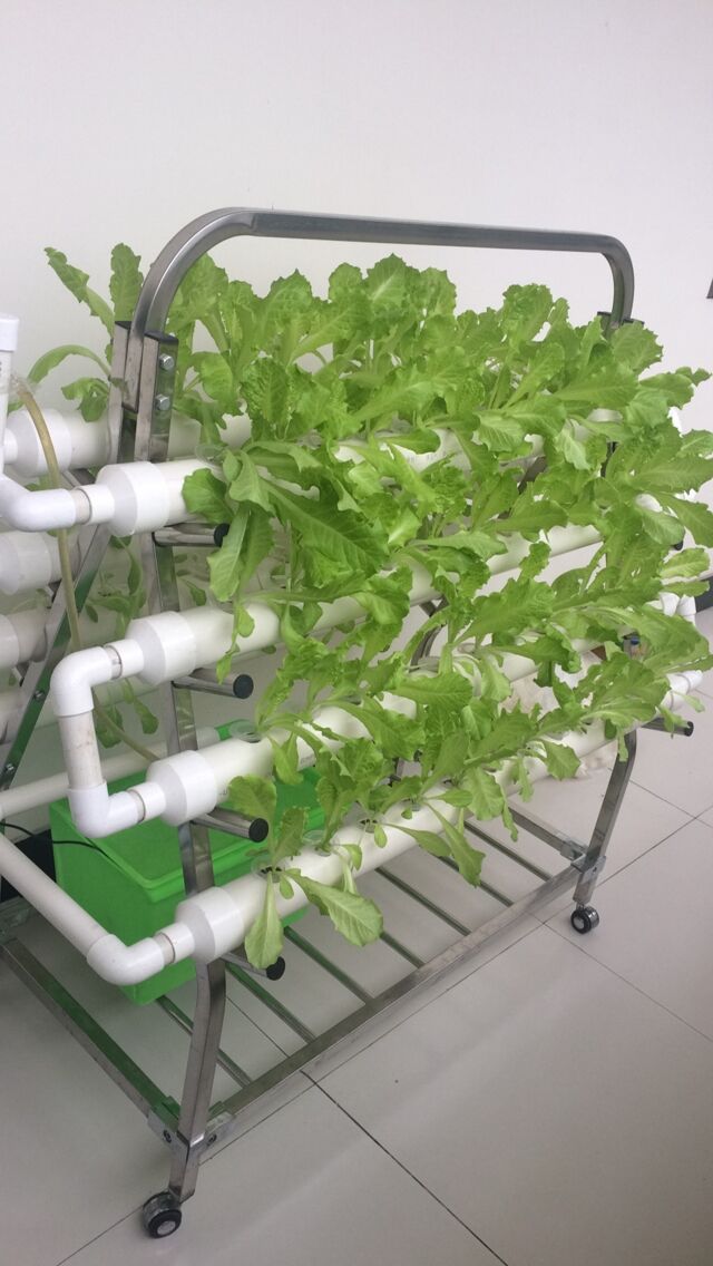 Garden Home NTF Indoor Hydroponic Grwoing System