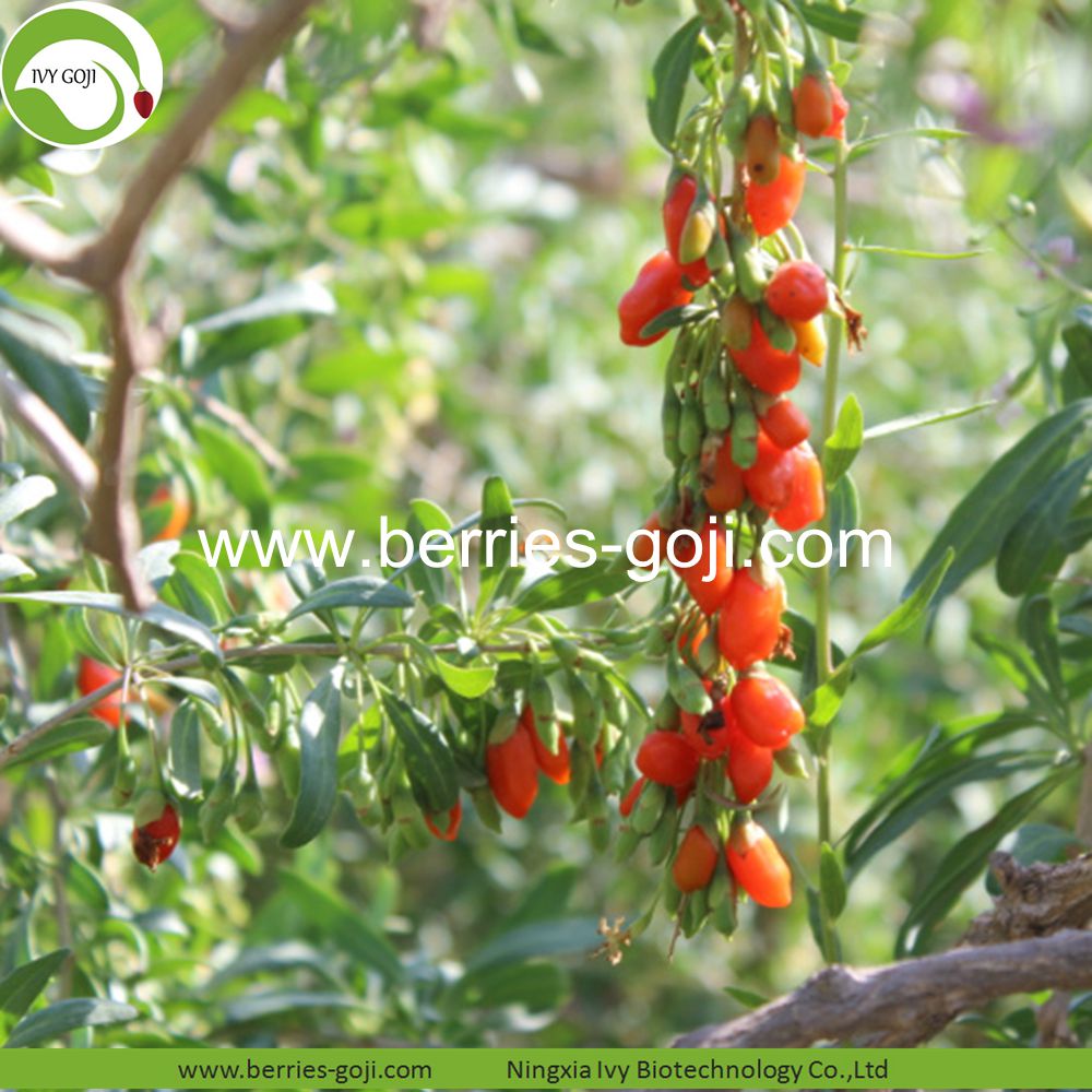 goji berry