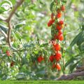 Fruits d&#39;approvisionnement d&#39;usine séchés de nouvelles baies de Goji de récolte