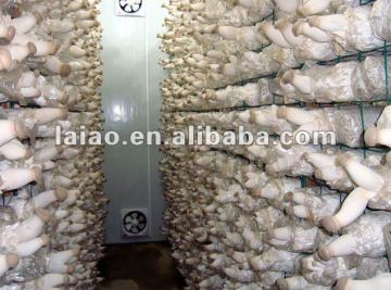 cold room for Pleurotus Ostreatus