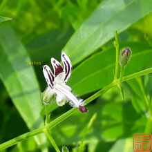 Andrographis Extract Andrographolide 98%