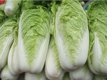 Hi-Q Fresh Chinese Cabbage