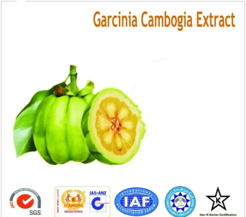 natural herbs food herbal garcinia combogia extract Stevia