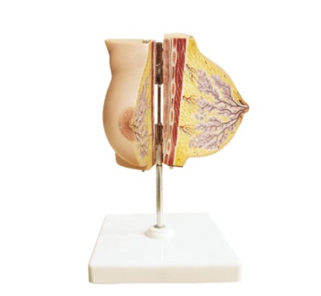 Anatomical Model of a Plastic Female Mammary Gland in a Resting Period