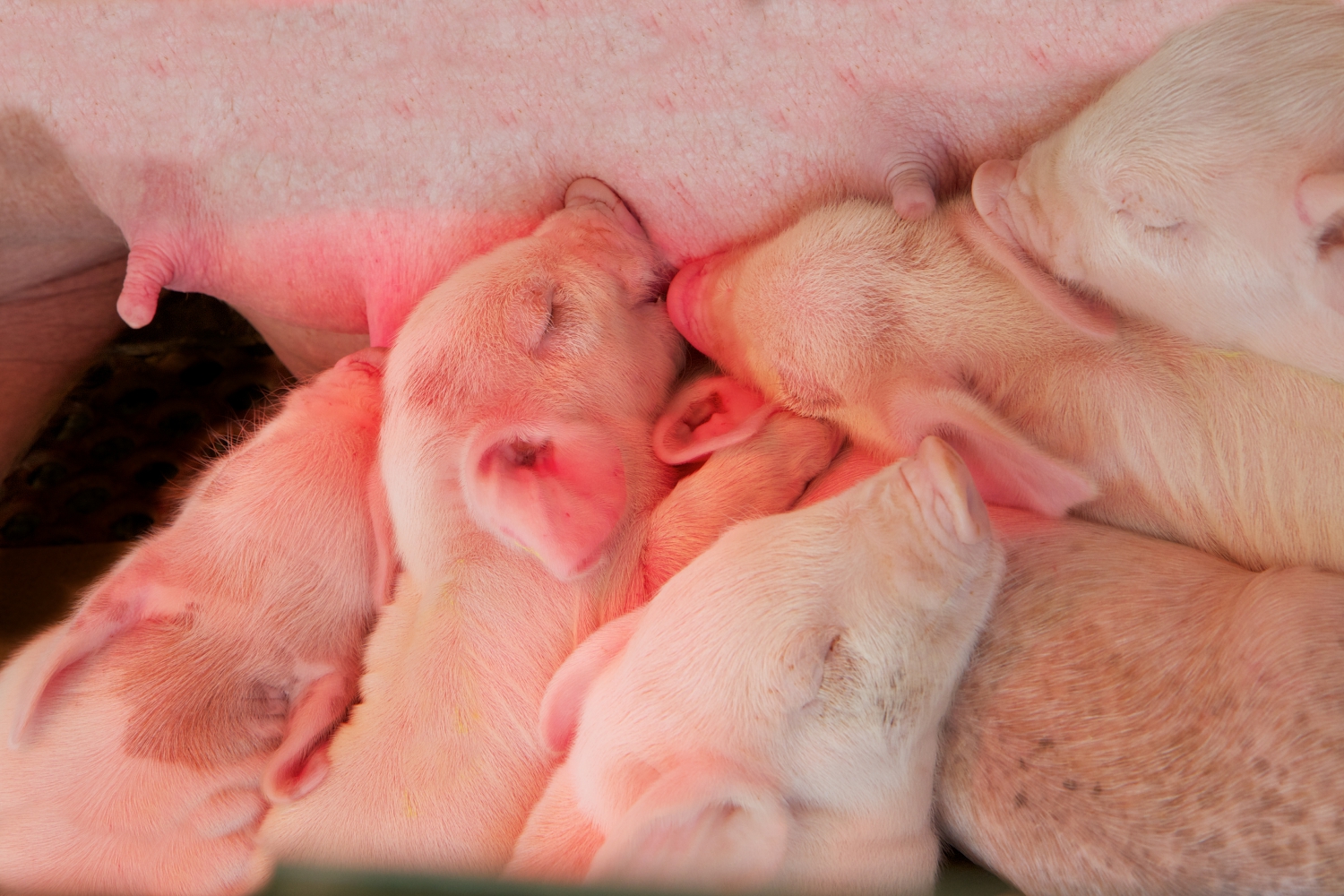 Pig Feed Pig Feed
