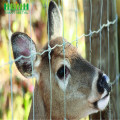 hutan perlindungan mesh