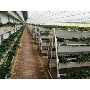 Large Size Hydroponic Growing System NTF Gully