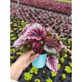 begonia 6 with low price