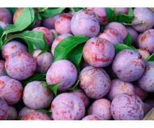 2020 Fresh New Crop Sweet Plum