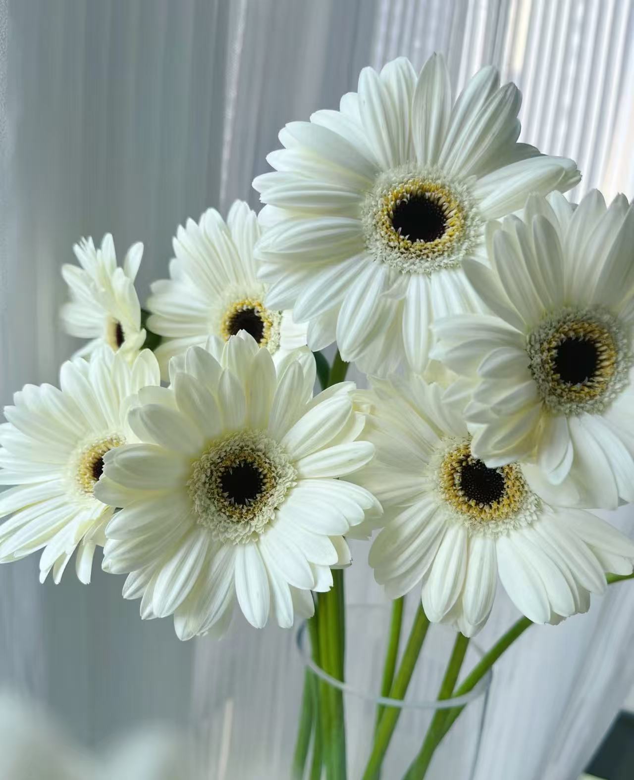 স্ট্যান্ডার্ড ক্রাইস্যান্থেমাম ইলি গারবেরা Standard chrysanthemum Yili Gerbera
