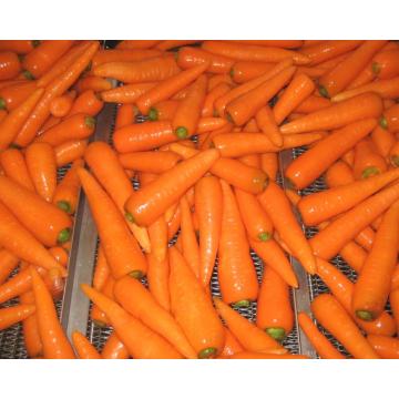 Meilleurs légumes frais Carotte vente chaude en 2018