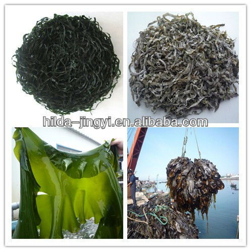 2016 Laminaria seaweed salad raw- Dried sea kelp