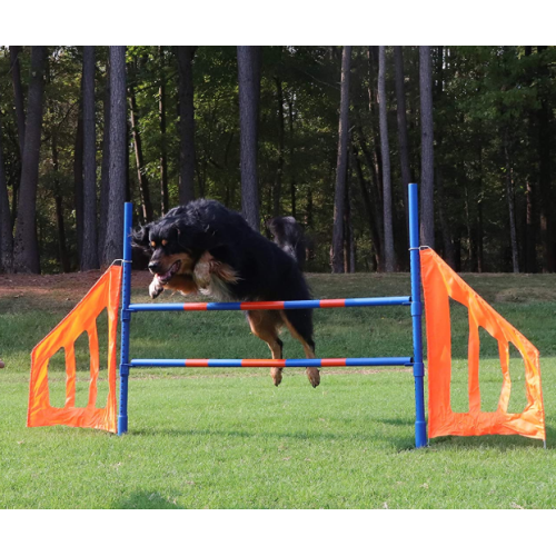 Conjunto de salto de agilidade do cão