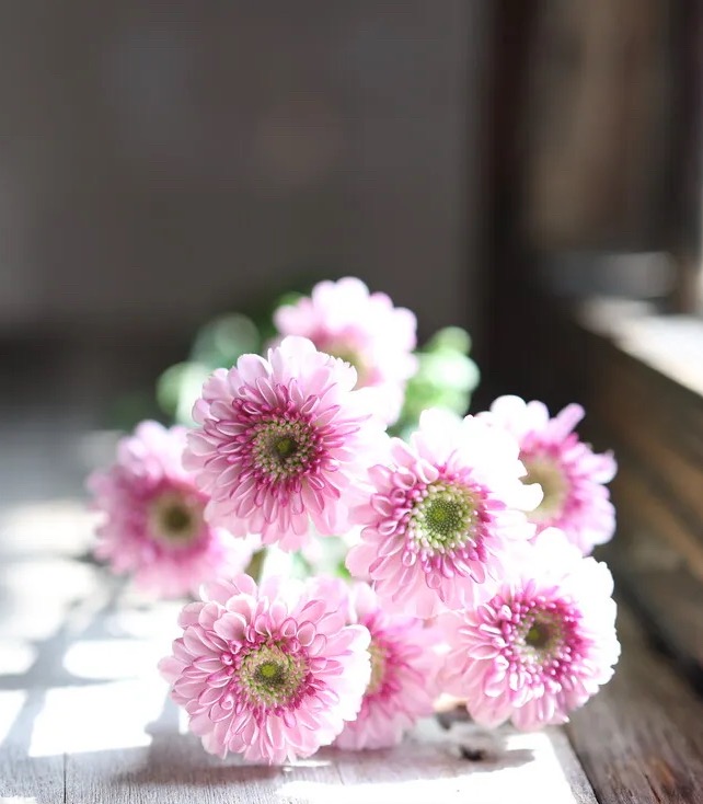 ফ্যান ইয়ান স্প্রে ক্রাইস্যান্থেমাম Fan Yan spray chrysanthemum