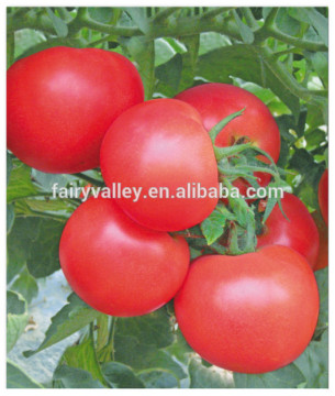 Hybrid F1 Indeterminate Growth Best Heirloom Big Pink Tomato Seeds For Sale-Mystery