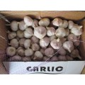 Exportieren Sie Standard Fresh Normal Garlic 2020