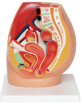 Female ureter walking model