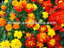 Marigold extract/Power