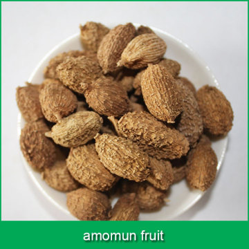 amomun fruit seed