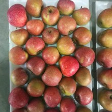 fresh western qinguan apple