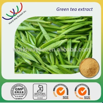 free sample catechin,HACCP Kosher FDA green tea extract,pure nature 30% 60% 80% 85% catechin