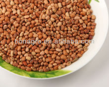 pink cowpea