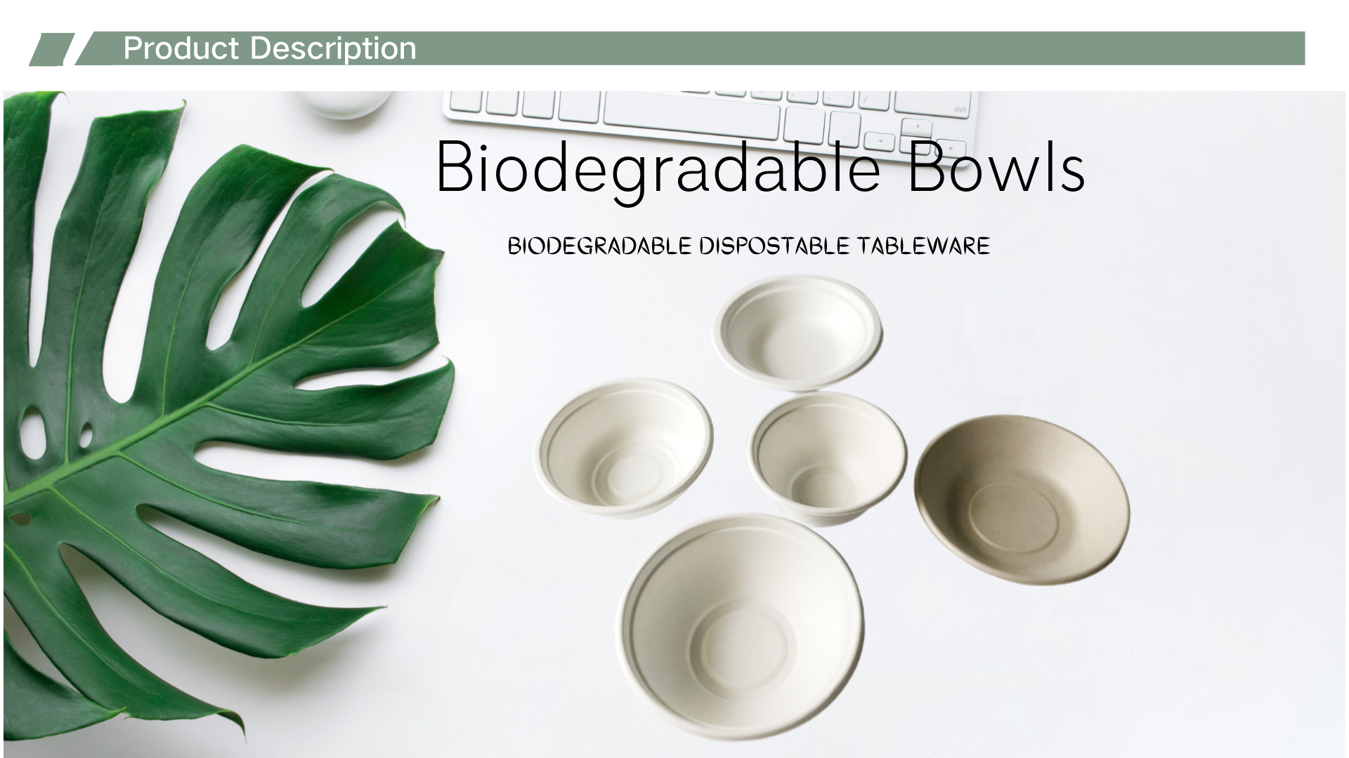 bagasse tableware bagasse bowl