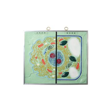 Exploring the Ultrastructure of Animal and Plant Cells: A Deep Dive into Cell Biology