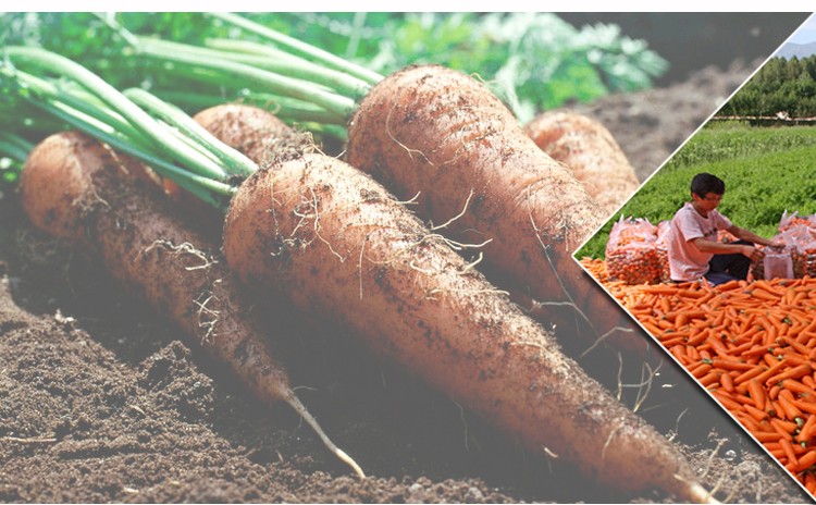 Carrot exporters