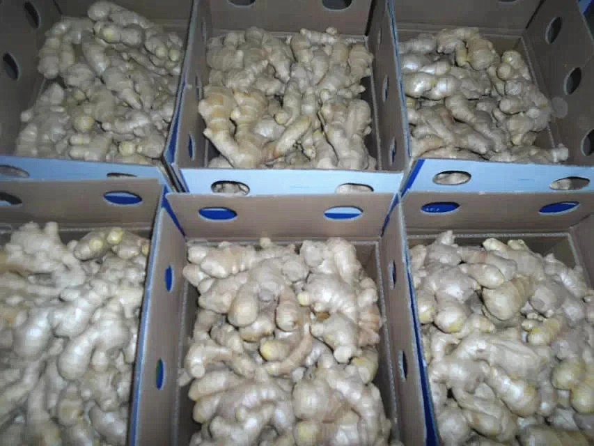 Qualified Fresh Ginger for EU 150g up in PVC Box