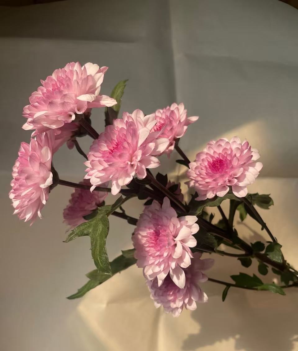 গোলাপী টেডান ক্রাইস্যান্থেমাম Pink Tedan chrysanthemum