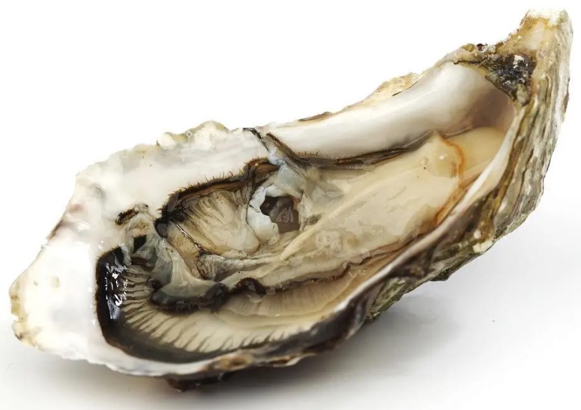 oyster peptides (1)