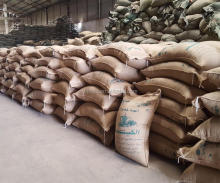 chinese green coffee beans export