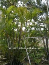 lutescens indoor palm trees