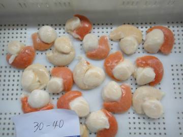 IQF Sea Scallop, Roe on