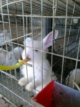 Pet rabbit cage in farm