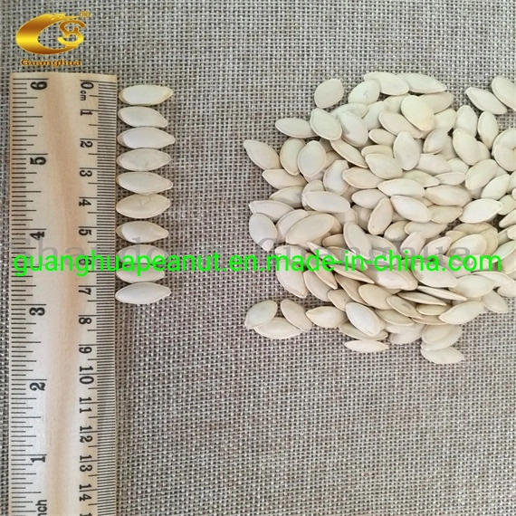 New Crop and Best Quality Shine Skin Pumpkin Seeds