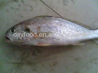 Silver Croaker Price