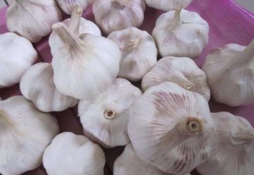 Farm Direct Supply Fresh Vegetable New Garlic