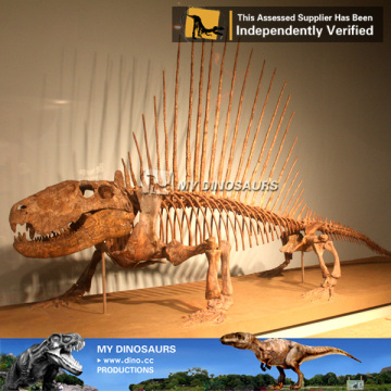 MY Dino-O11 Museum quality dinosaur skeleton replica for sale