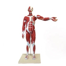 Half Man 85cm Muscled Model with 27 Parts